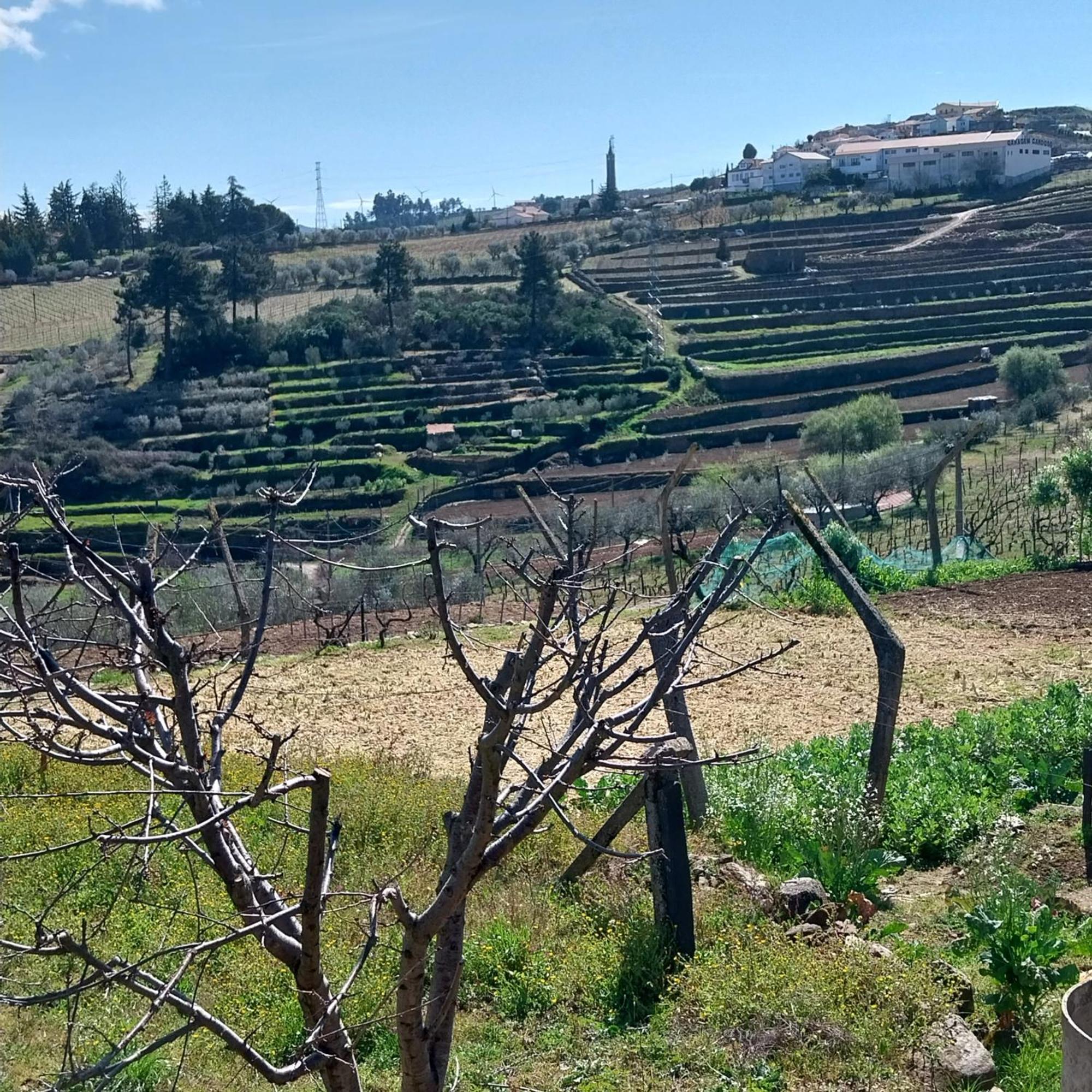 Douro Feels Like Home Fontelo  Экстерьер фото